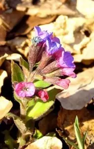 Медуница (меча пита)