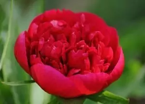 Червен божур