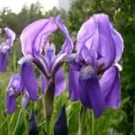 Синя Перуника (Iris germanica)