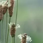 Теснолист жиловлек Plantago laoceolata L.
