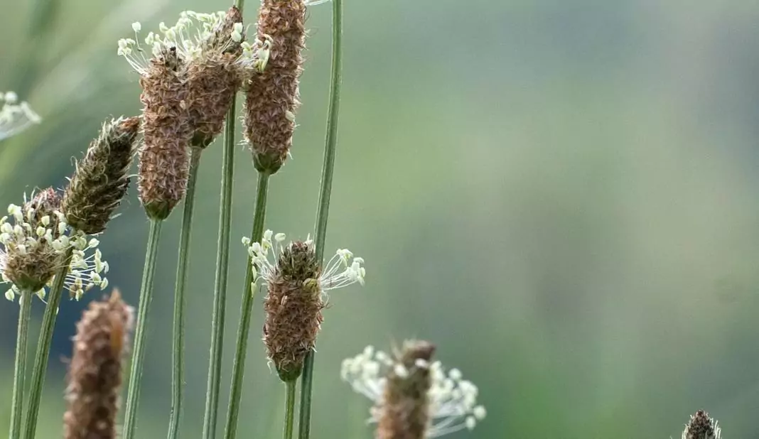 Теснолист жиловлек Plantago laoceolata L.