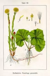 Подбел Tussilago farfara L.