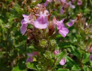Червено подъбиче