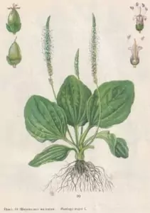 Широколист жиловлек Plantago major L.