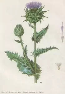 Петнист бял трън