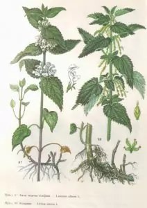 Коприва Urtica Dioica