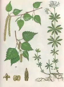 Лазаркиня Asperula Odorata