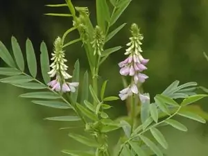 Лечебен жаблек (конски ребра) Galega officinalis L.