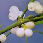 Бял имел Viscum album L.