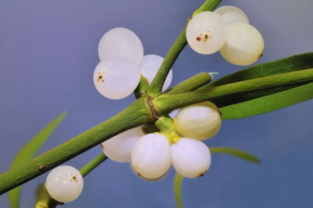 Бял имел Viscum album L.