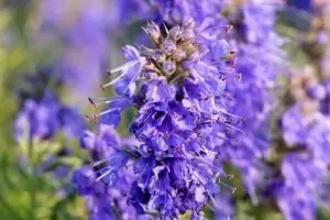 Лечебен исоп Hyssopus officinalis L.