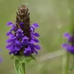Върбинка Verbena Officinalis