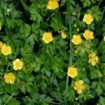 Пълзящо лютиче Ranunculus repens L.