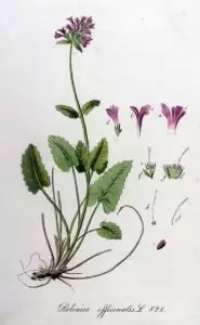 Ранилист Betonica Officinalis