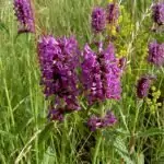 Ранилист Betonica Officinalis