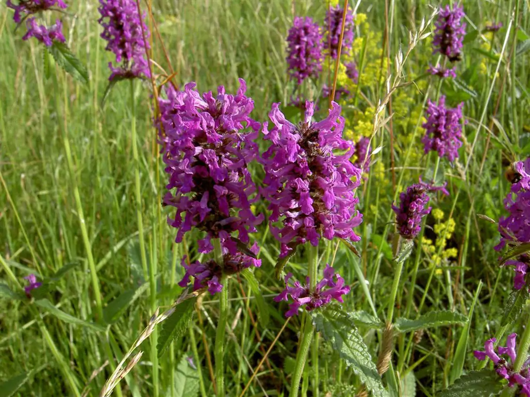 Ранилист Betonica Officinalis
