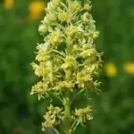 Жълта резеда Reseda lutea L.