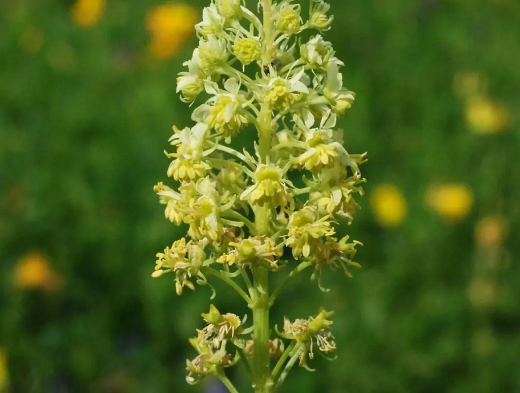 Жълта резеда Reseda lutea L.