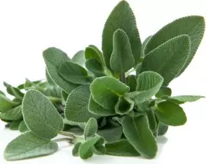 Градински чай Salvia Officinalis