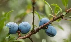 цвят от трънка