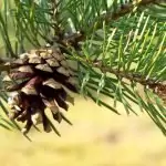 Бял бор Pinus sylvestris