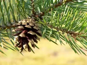 Бял бор Pinus sylvestris