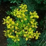 Седефче Ruta graveolens