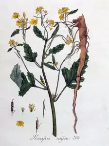 Черен синап Brassica nigra (L.) Koch (Sinapis nigrs L.)