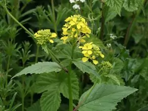 Черен синап Brassica nigra (L.) Koch (Sinapis nigrs L.)