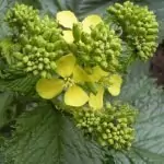 Черен синап Brassica nigra (L.) Koch (Sinapis nigrа L.)