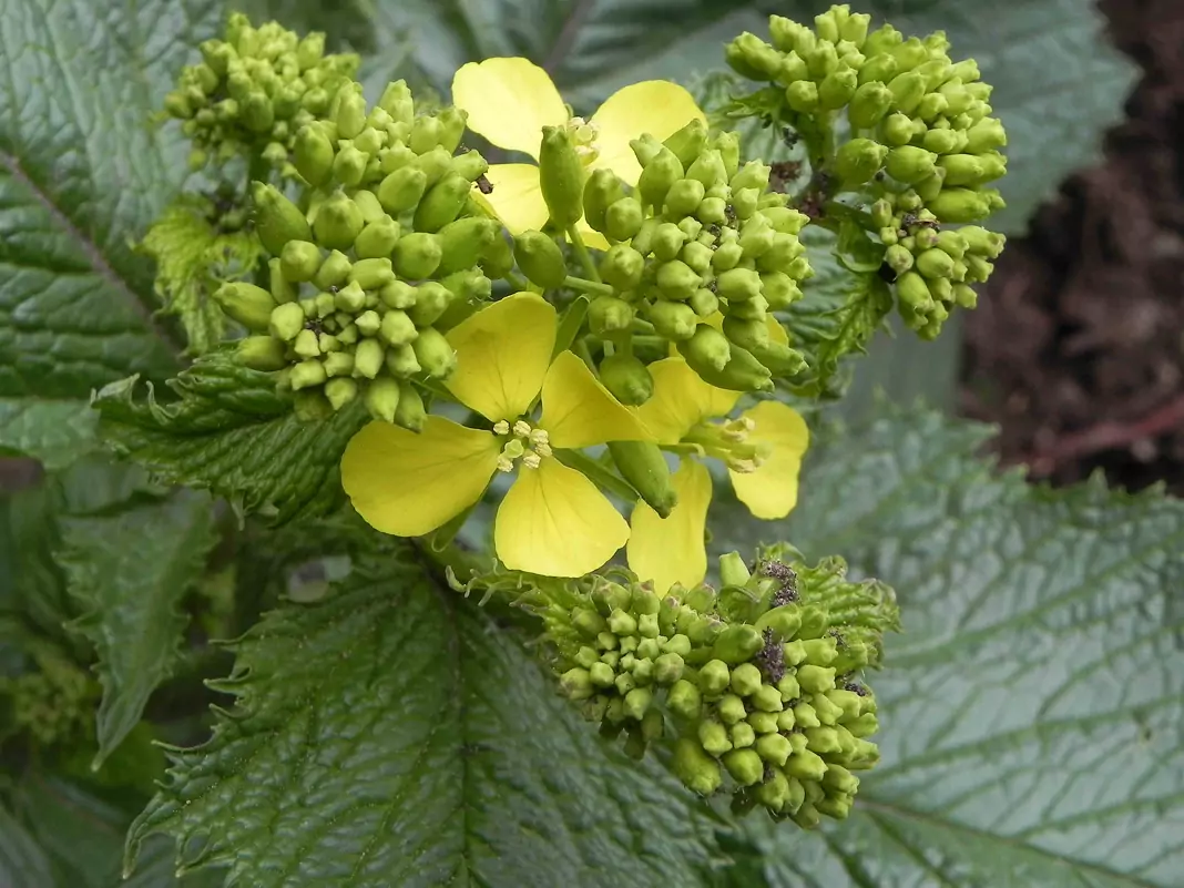 Черен синап Brassica nigra (L.) Koch (Sinapis nigrs L.)