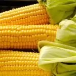 Царевица Zea mays L.