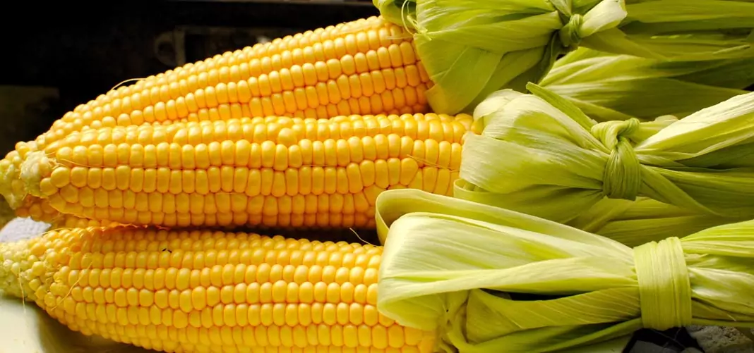 Царевица Zea mays L.