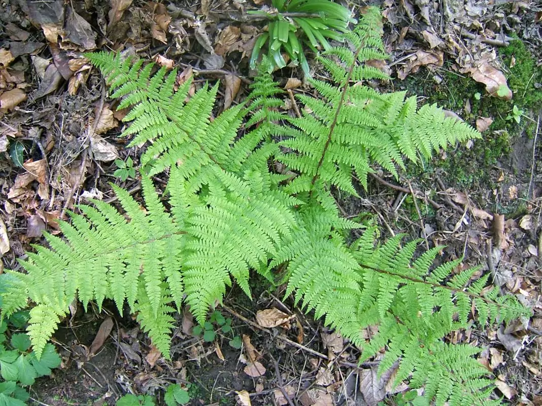 Женска папрат Athyrium filix - femina (L.)Roth.