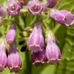 Зарасличе (черен оман) Symphytum officinale L.