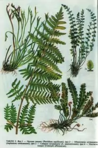 Женска папрат Athyrium filix - femina (L.)Roth.