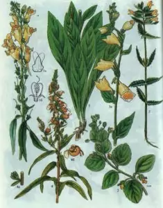 Вълнест напръстник 