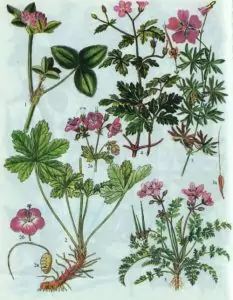 Обикновен здравец