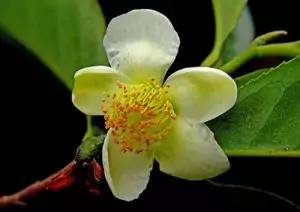Китайски чай Camellia sinensis (L.) O. Kuntze (Thea sinensis L.)