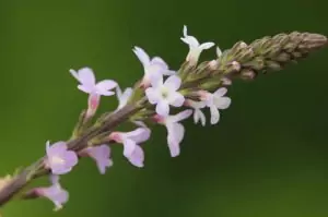 Върбинка Verbena Officinalis