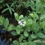 Водна детелина Menyanthes trifoliata L. Menyanthace