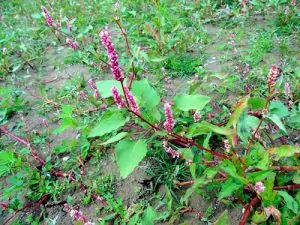 Водно пипериче Persicaria Hydropiper