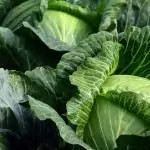 Главесто зеле Brassica oleracea L. var capitata L.