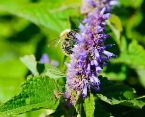 Сладник (сладък корен)