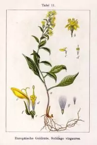 Жълт енчец Solidago virgaurea L