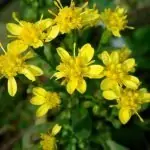 Жълт енчец Solidago virgaurea L.