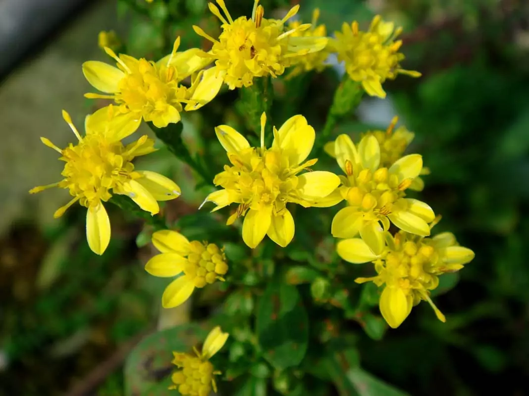 Жълт енчец Solidago virgaurea L