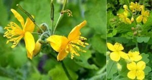 Змийско мляко Chelidonium majus L.