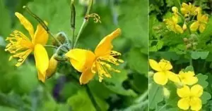 Змийско мляко Chelidonium majus L.