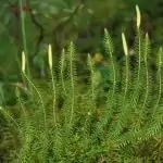 Бухалчест плаун Lycopodium clavatum L.